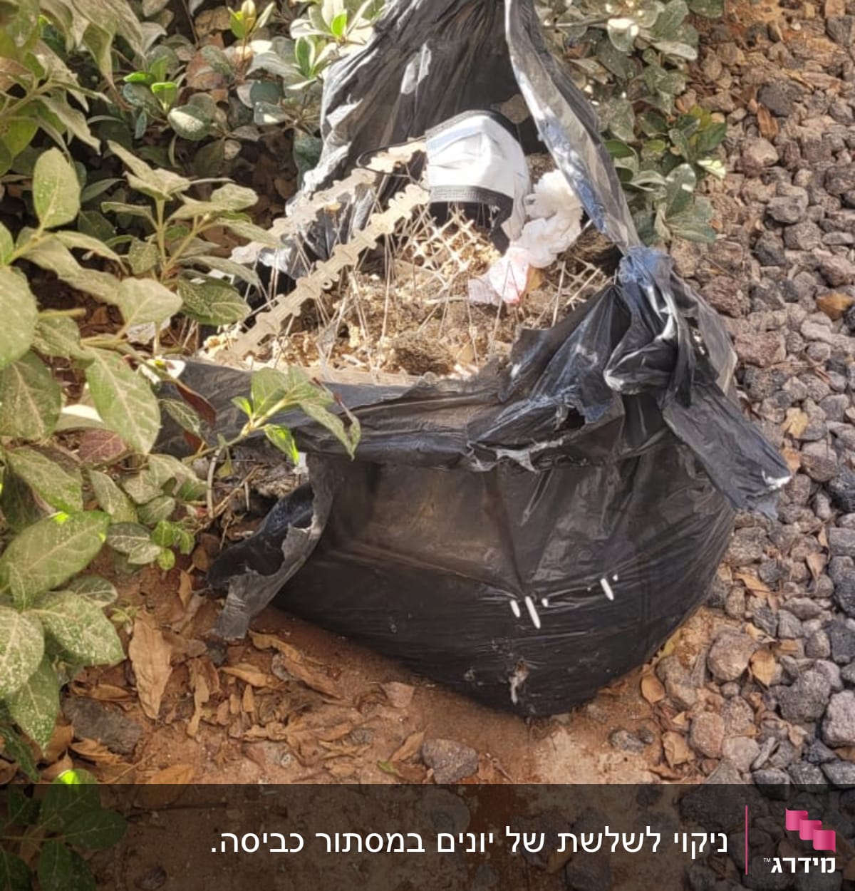 שקית זבל שחורה מלאה בפסולת ליד שיחים